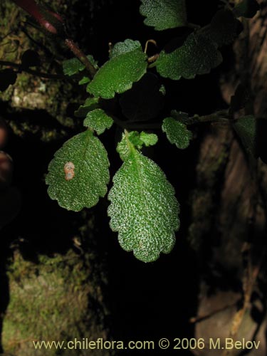 Asteranthera ovata的照片